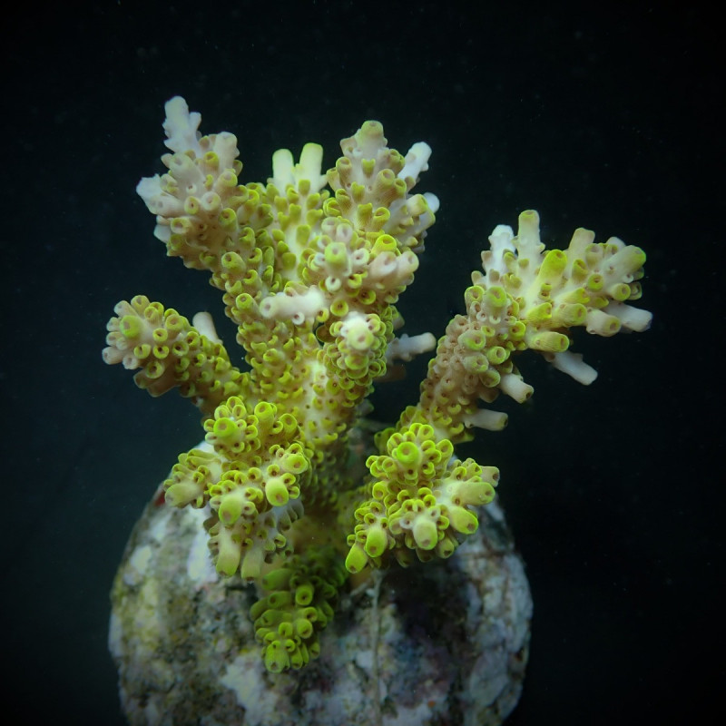 Acropora latistella Acropora latistella