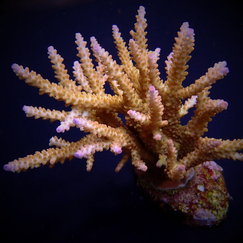Acropora loisetteae Acropora loisetteae