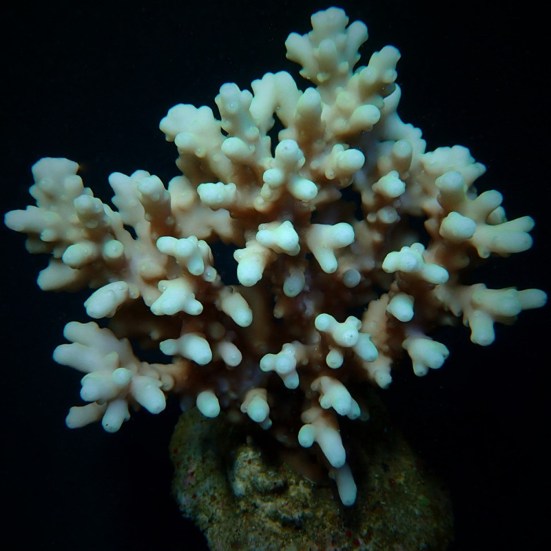 Acropora lokani Acropora lokani