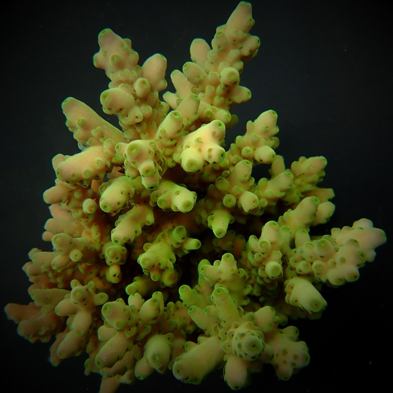 Acropora loripes Acropora loripes