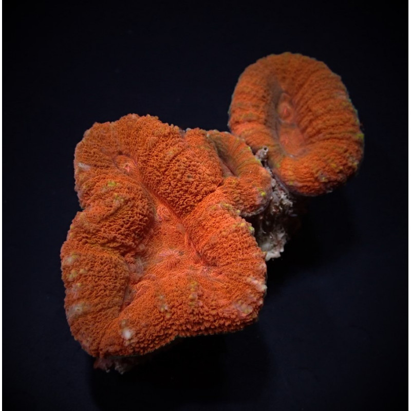 Lobophyllia spp. (Orange-Red) Lobophyllia spp. (Orange-Red)
