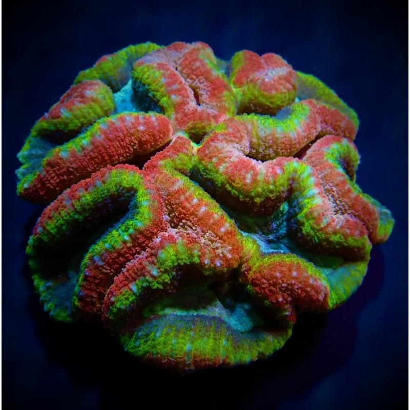 Lobophyllia spp. (Rainbow) Lobophyllia spp. (Rainbow)