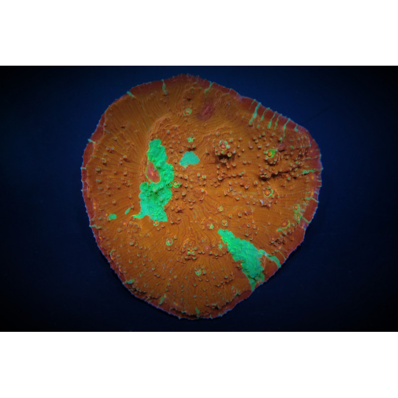 Oxypora spp. (Premium) Oxypora spp. (Premium)
