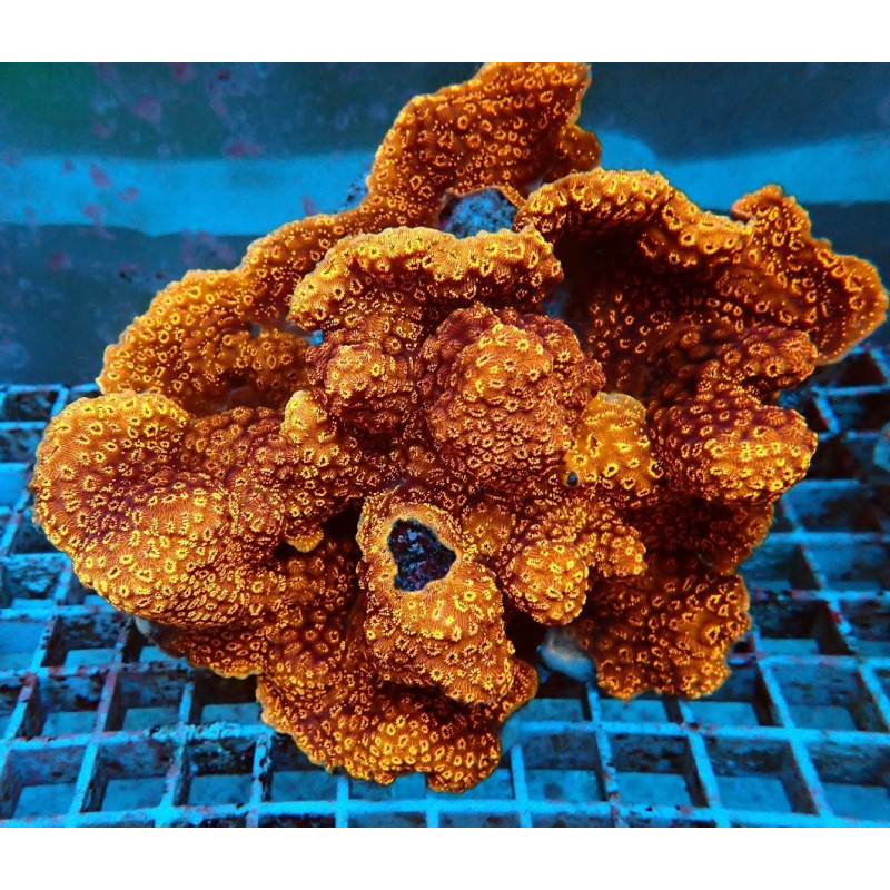 Pavona maldivensis (Orange) Pavona maldivensis (Orange)