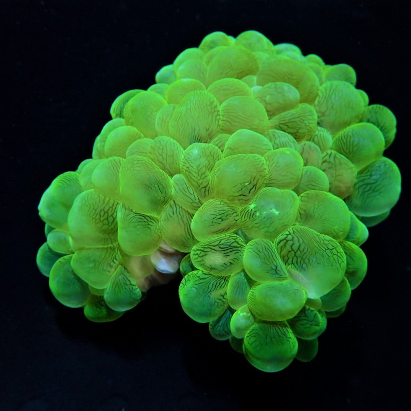 Plerogyra sinuosa (Green) (Premium) Plerogyra sinuosa (Green) (Premium)