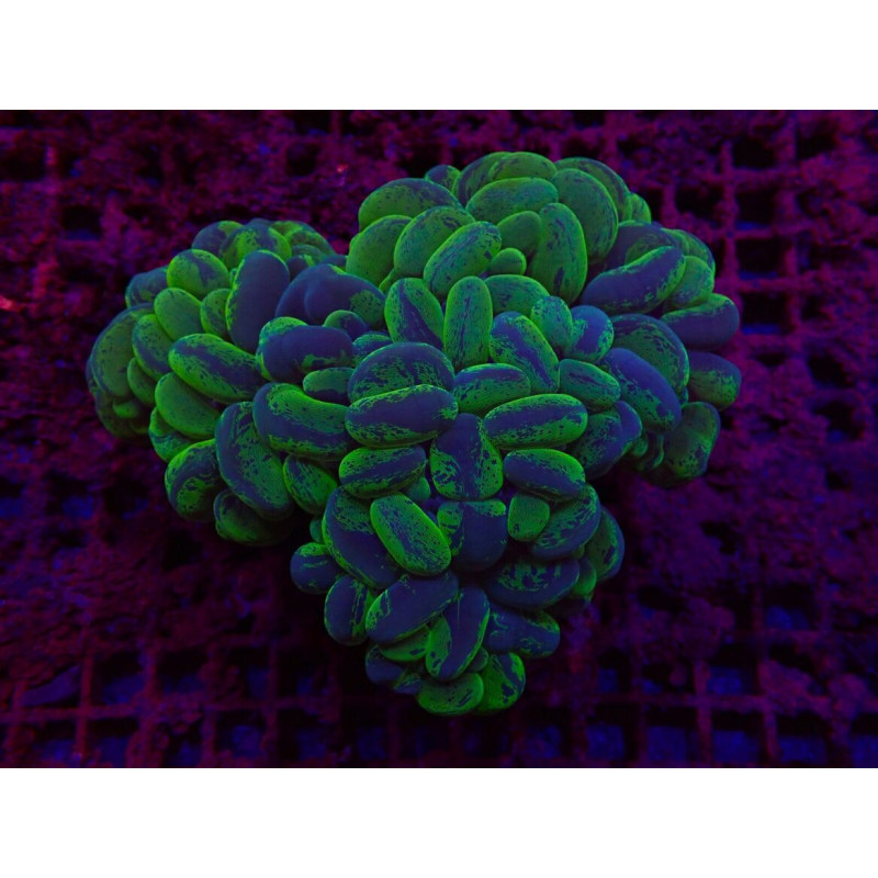 Plerogyra sinuosa (Splotched) Plerogyra sinuosa (Splotched)