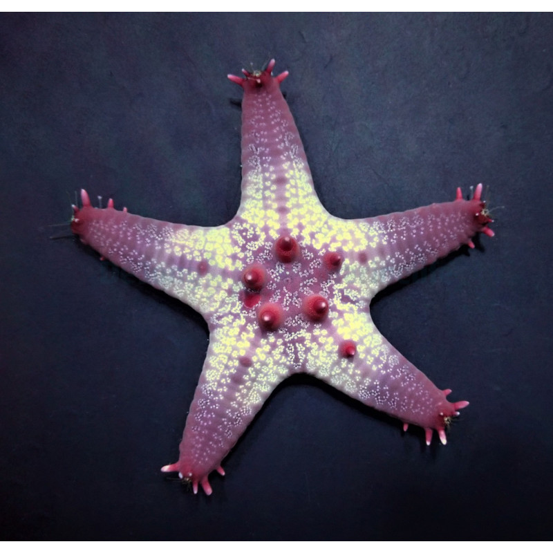 Pentaceraster aleolatus Pentaceraster aleolatus