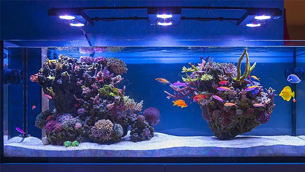 Acuario marino cristal optico