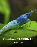 Gambas CARIDINAS venta
