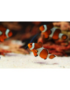 Peces
